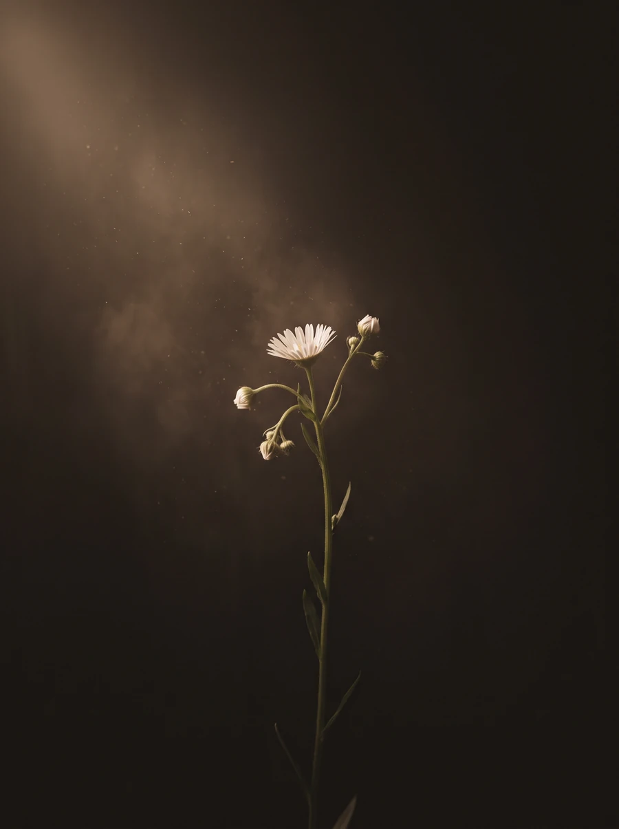 A wild daisy in darkness