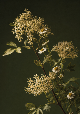 Fiori ingredienti naturali cosmesi